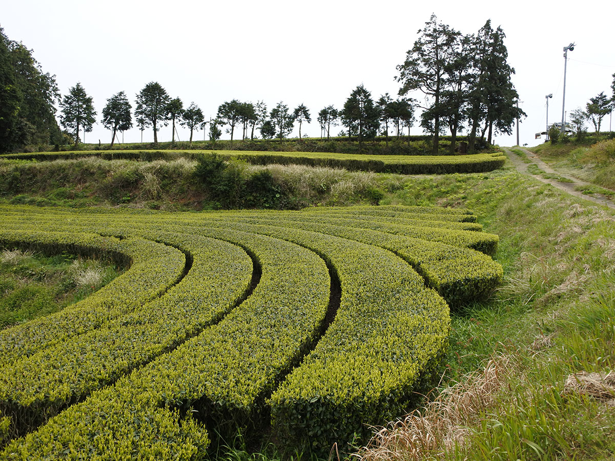 横田茶園