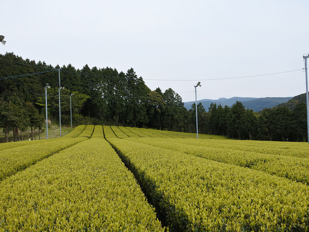 横田茶園