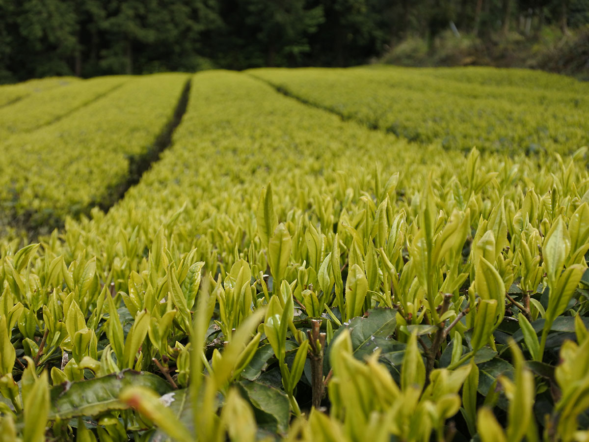 横田茶園